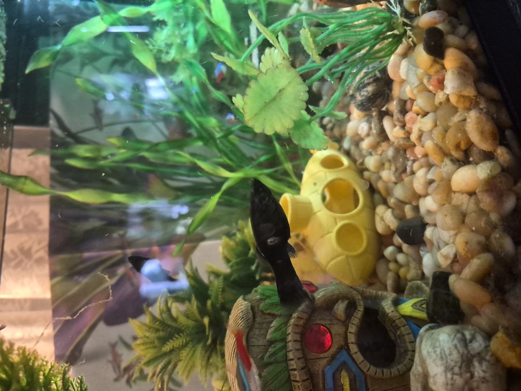 Free Tropical