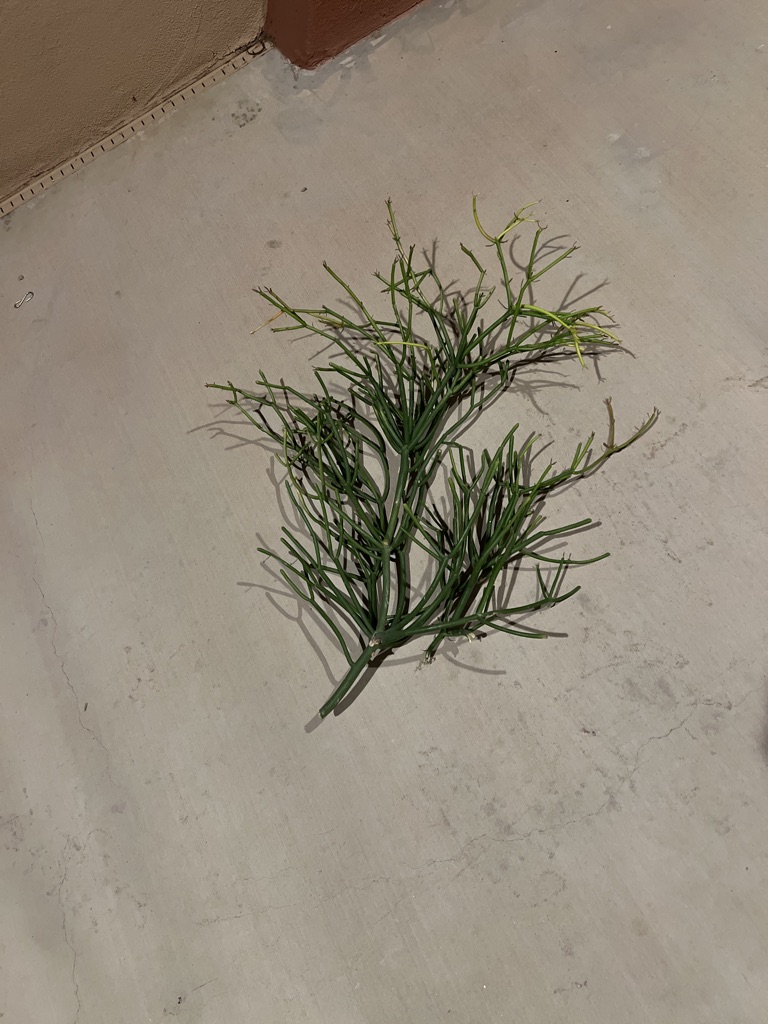 Free Firestick branches