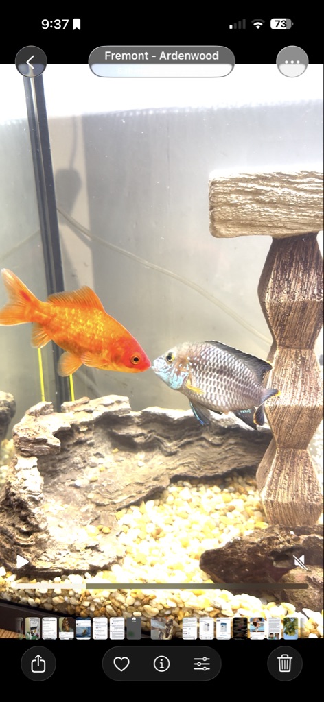 Free Fish,Healthy
