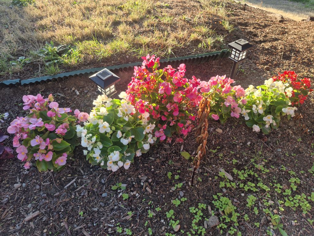 Free Begonias