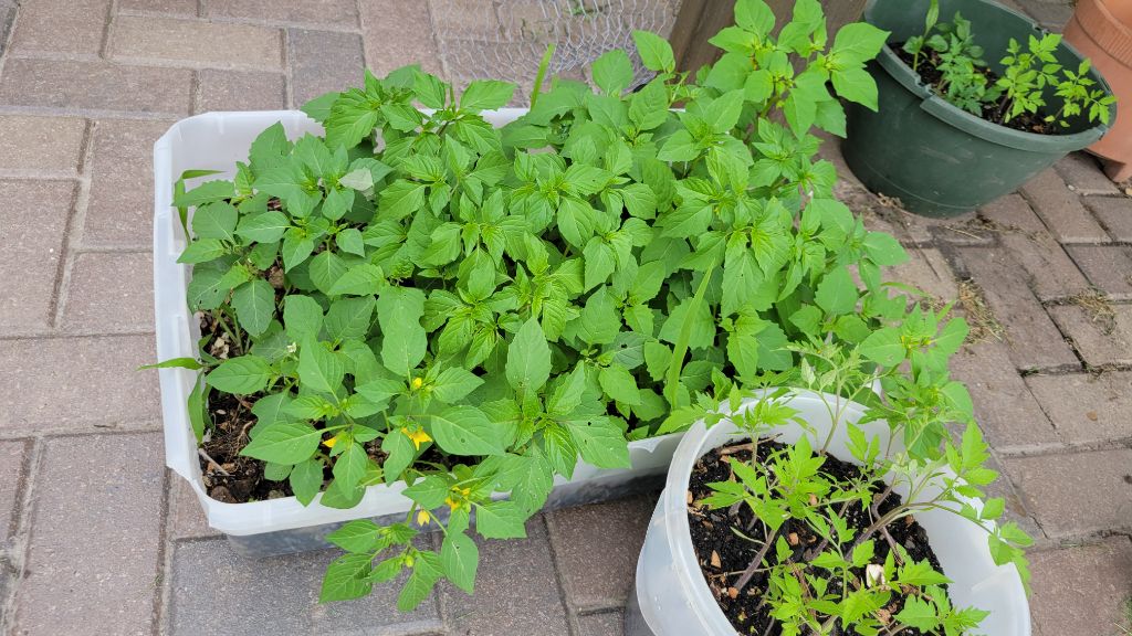 Free Tomatillo milpero