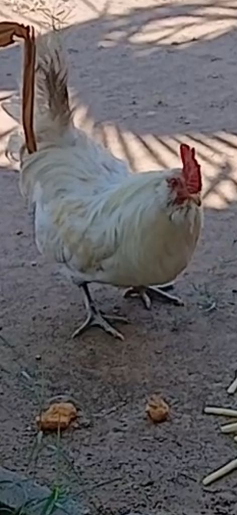 Free Rooster