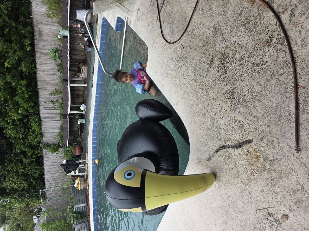 Free Xtra Large Toucan Pool Float