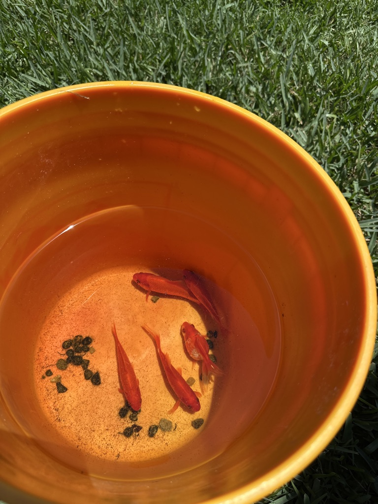 Free 4 Goldfish and 1 pear scale