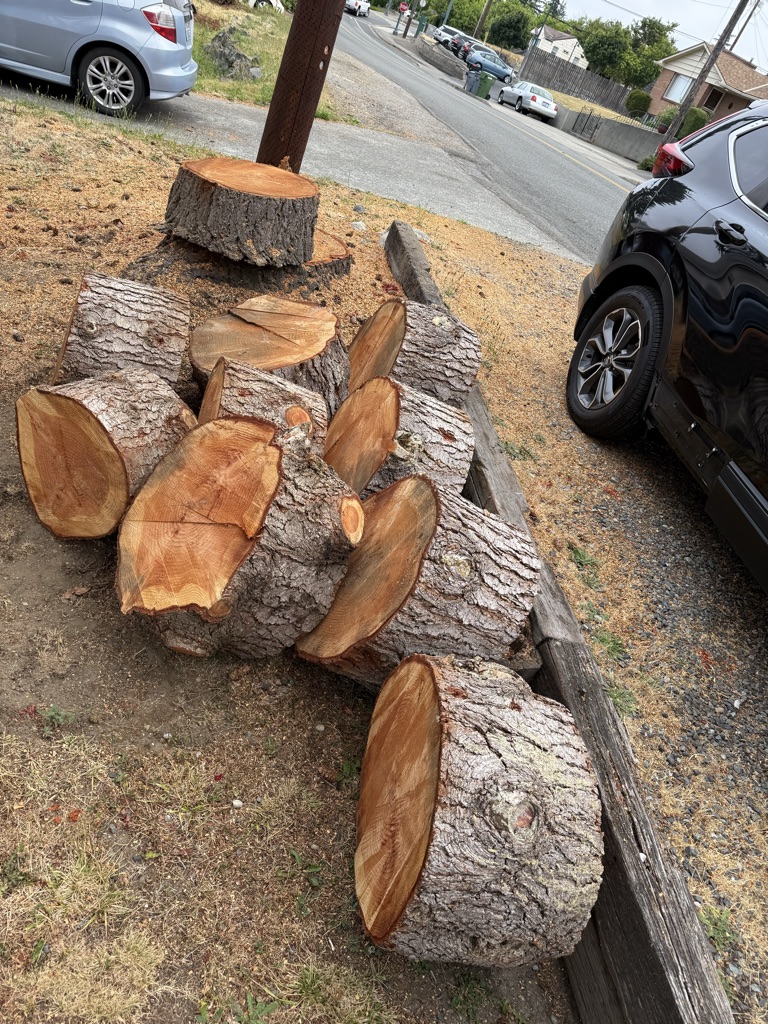 Free Douglass Fir tree trunk rounds