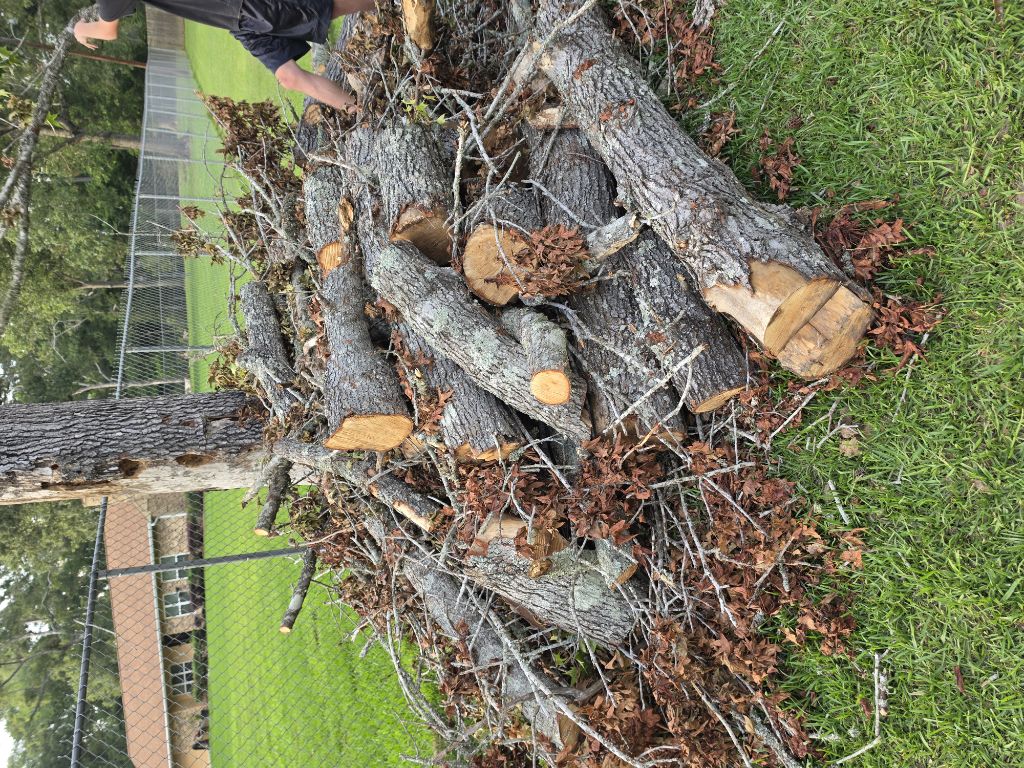 Free firewood