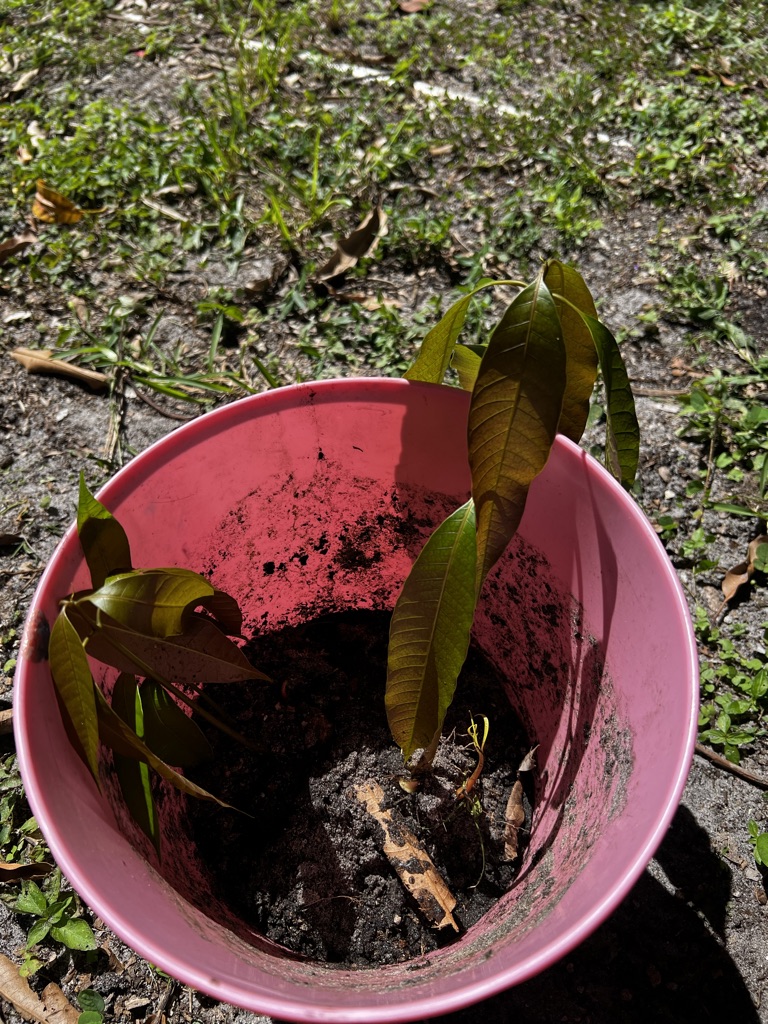 Free mango trees