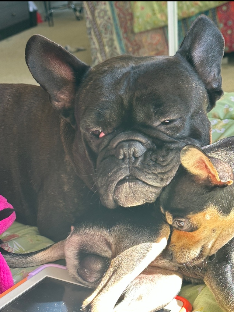 Frenchie almost 2 years old