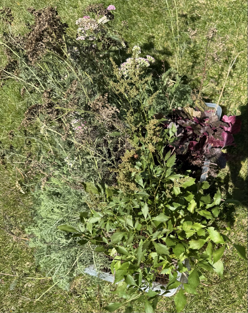 Free bush  plant and plants