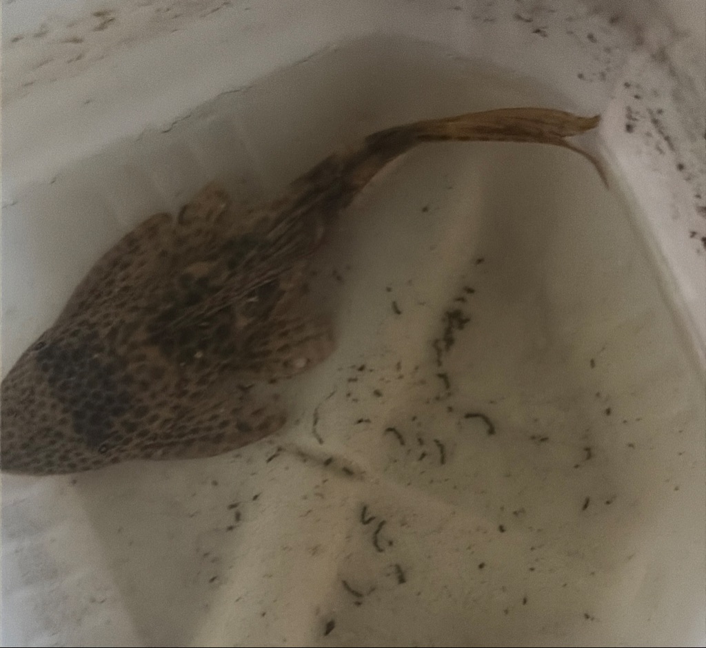 Free Algae eating fish