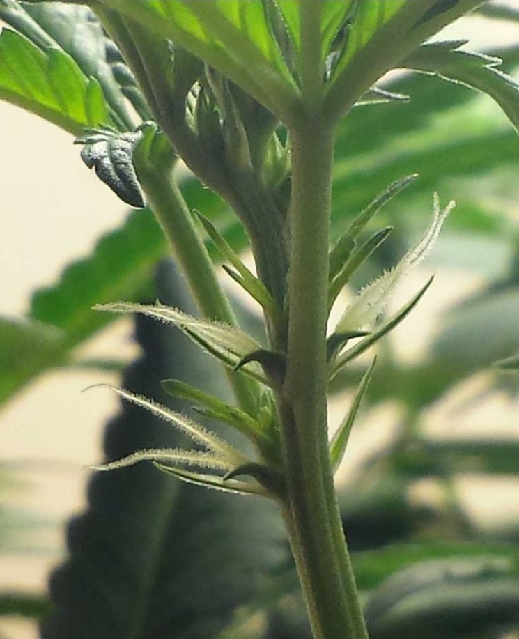 Free cannibas plants