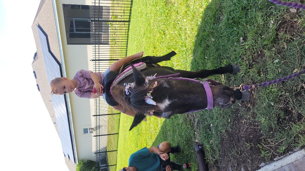 Free Pony or Horse rides by a Rescue