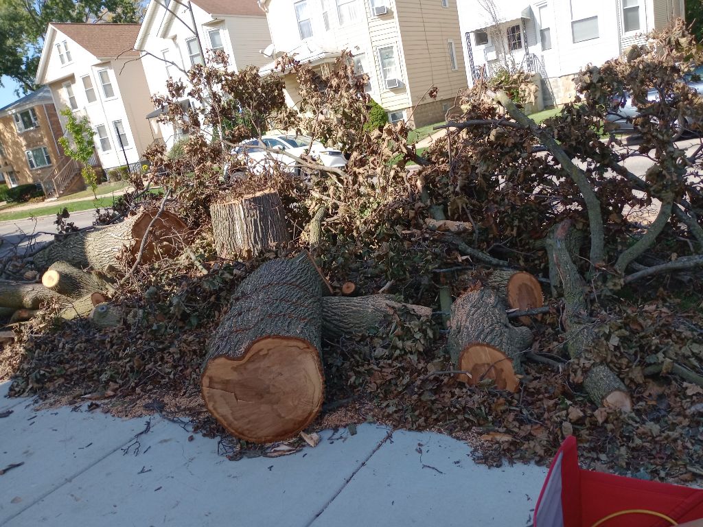 Free Chop down tree