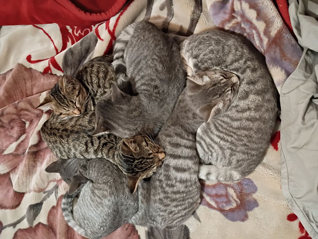 Free Kittens