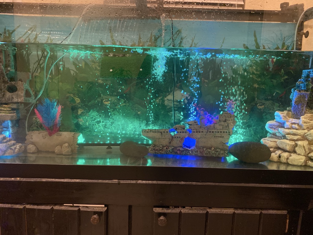 Free 120 gallons fish tank / filters /Decoration