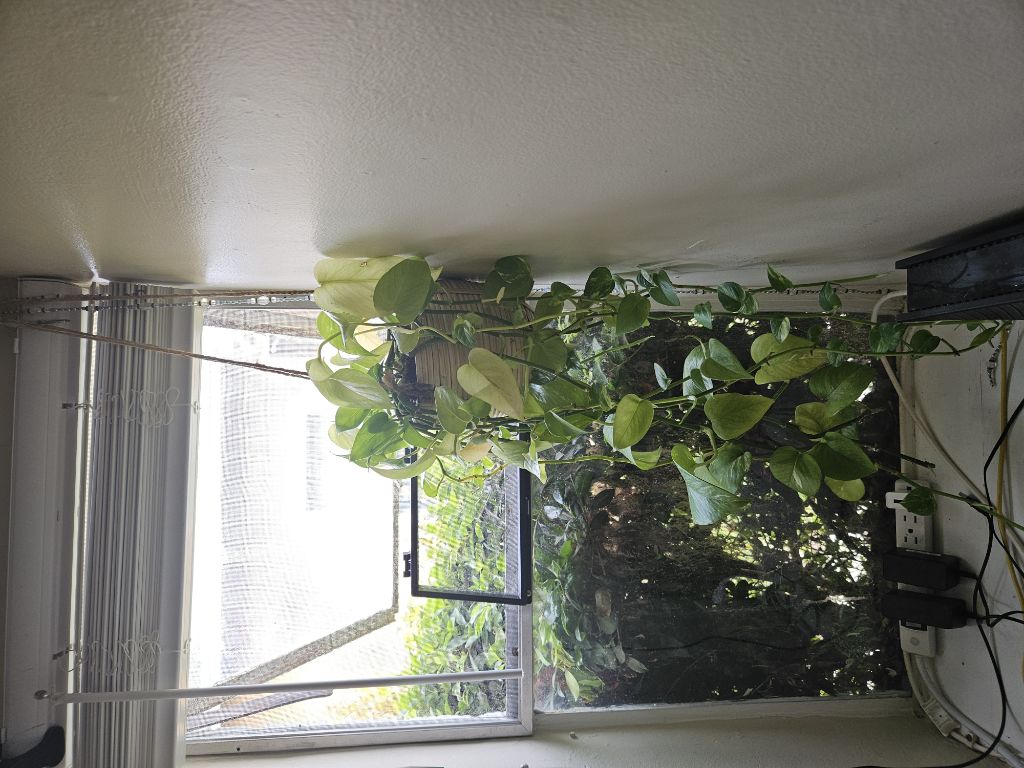 Free Pothos plant that needs rescuing