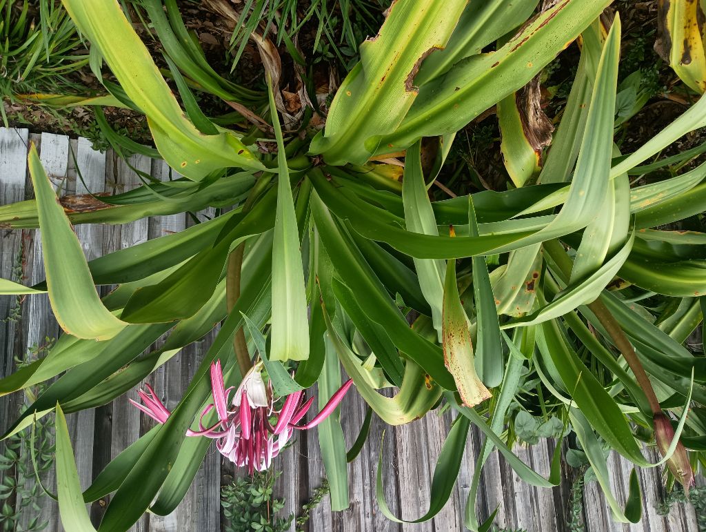 Free Crinum lilys