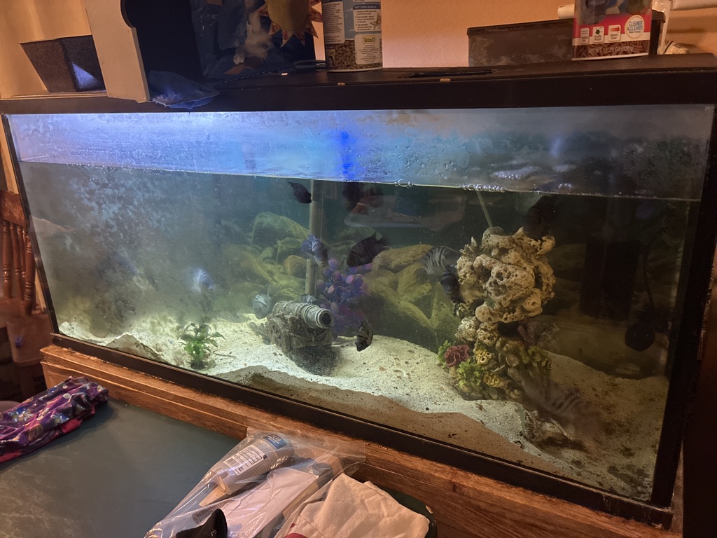 Free fish and tank