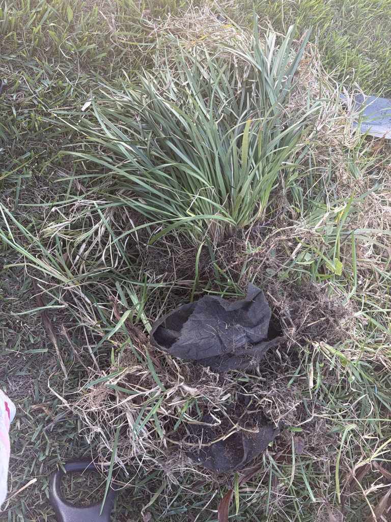 Free Flax Lillys Free