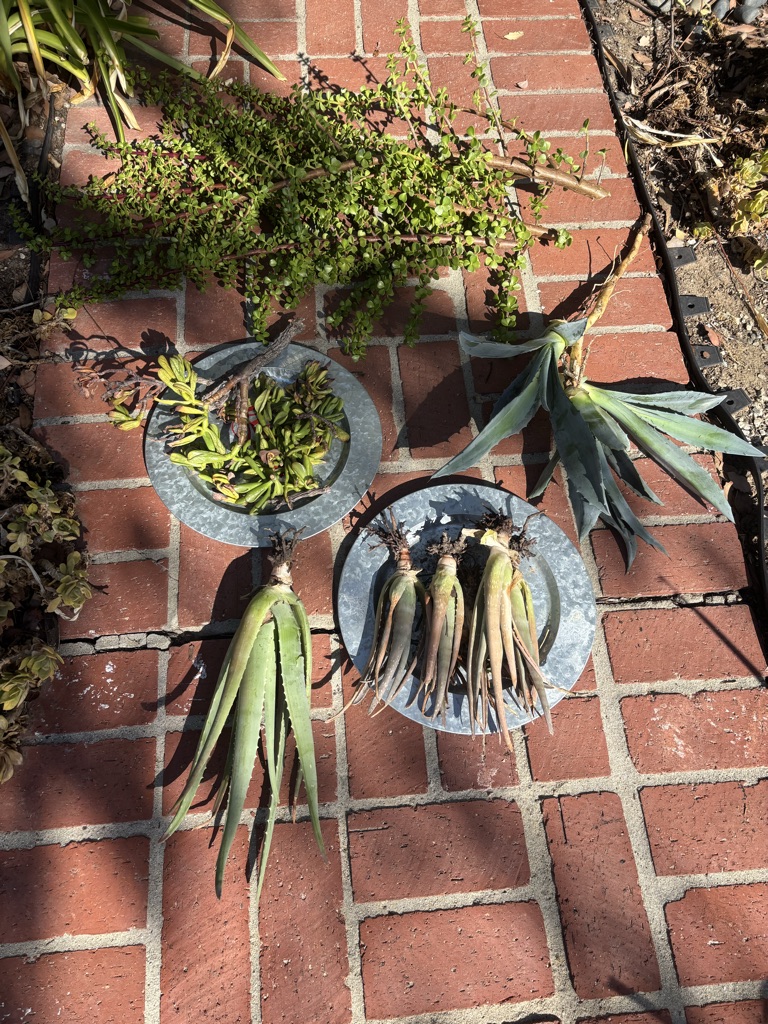 Free Succulents